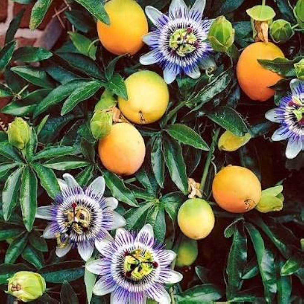 Orange Passion Fruit Passiflora edulis seeds for planting in home garden